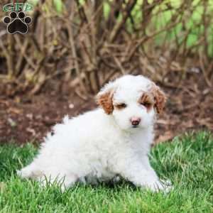 Cooper, Miniature Poodle Puppy